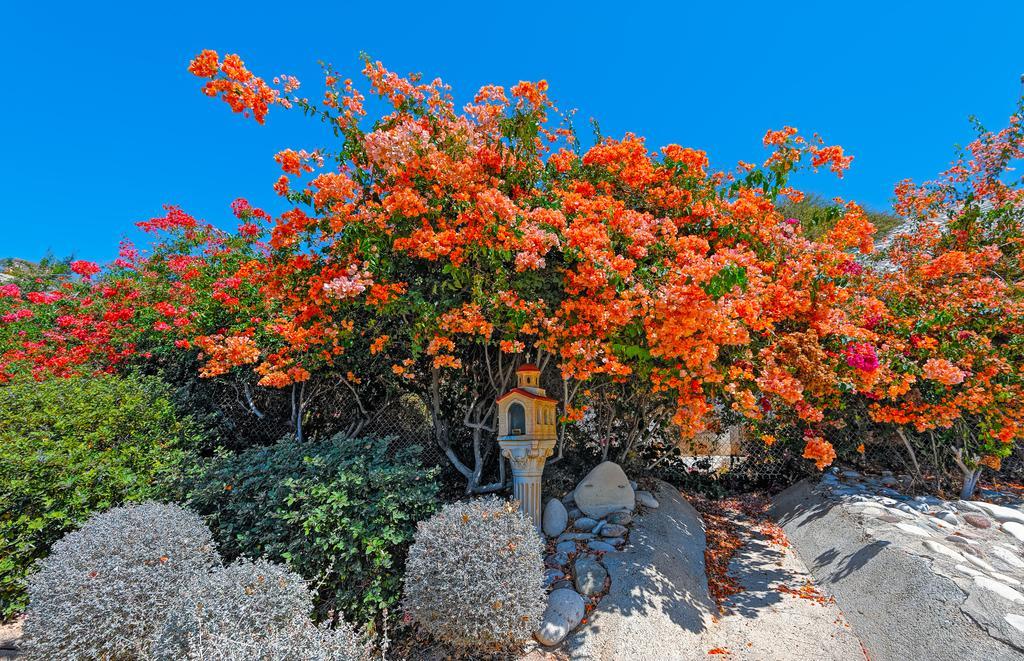 Adamou Gardens Daire Pafos Dış mekan fotoğraf